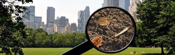 The Global Soil Biodiversity Initiative was launched in September 2011 Exploring The Hidden Biodiversity in Central Park Soils JULY 23-25, 2012 The GSBI, in collaboration with the Wall Lab of