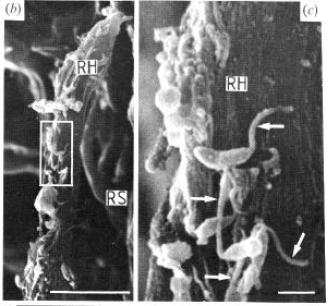 Bacterial Attachment RH = Root Hair, RS = Root