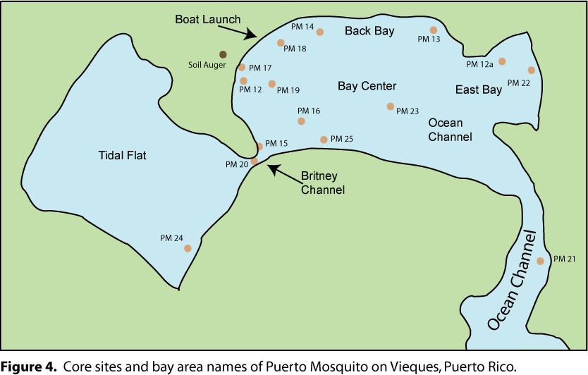 The composition of exposed sediments of Puerto Mosquito varies across the bay.