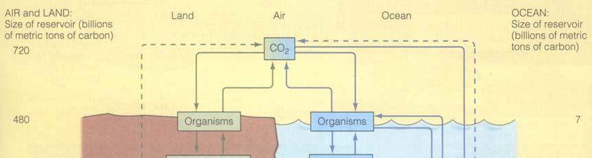 Figure 6. The carbon cycle. The figure above shows the possible pathways for carbon. These pathways involve terrestrial, marine, and atmospheric interactions.