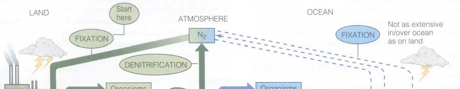 Nitrogen cycling The majority of nitrogen exists as N 2, nitrogen gas, a form that is unsuitable for most organisms.