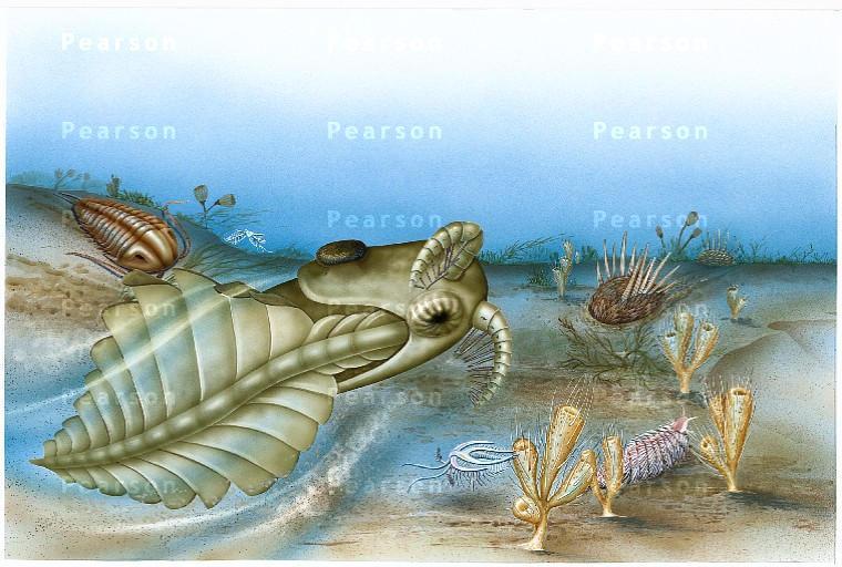 Lesson 5.1 Evolution Trilobites Marine arthropods that went extinct at the end of the Permian period. Did You Know?