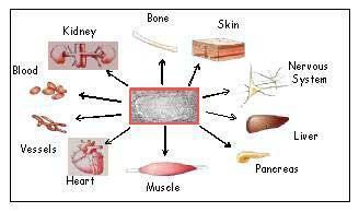 MULTICELLULAR ORGANISM don t just contain MANY CELLS but many DIFFERENT KINDS of