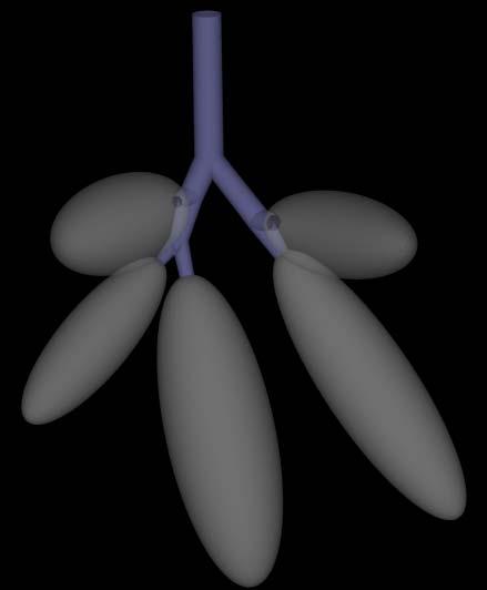 Non lobar: Nine common airways of the lung including the trachea, main, lobar, & segmental