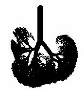 Lung Geometry: 5-lobe