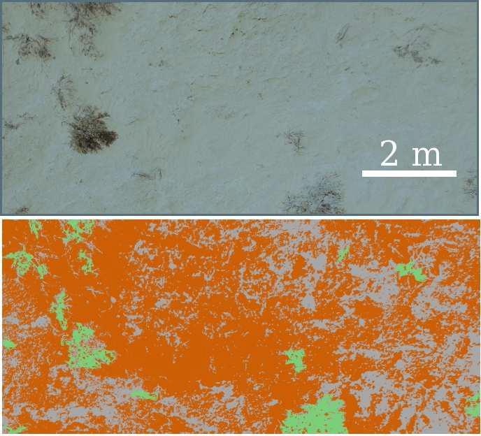 Stabilization of shifting sands biogenic crusts dune surface Amir et al.