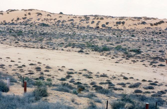 de Linear dunes at Nizzana, Negev desert, Israel sand, vegetation and