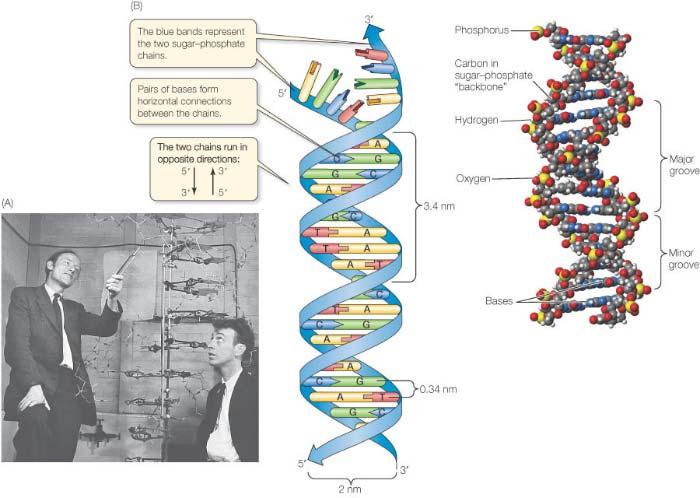 DNA double helix consisting of 2 anti-parallel screws http://www.