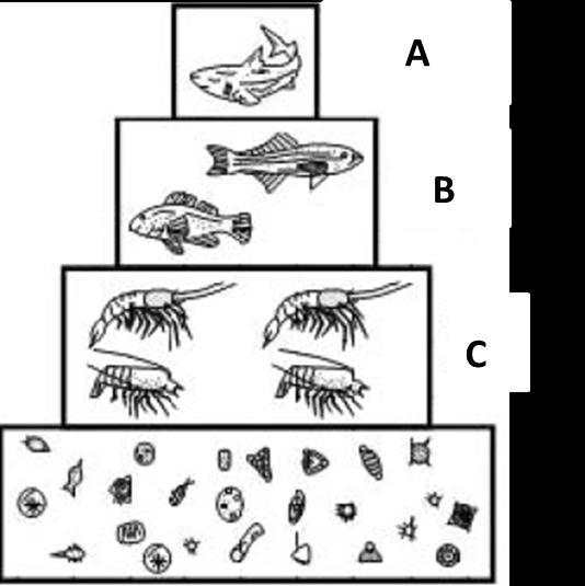 Use the diagram above to answer the following two questions: 11. (TEKS 12C) Which of the following trophic levels are producers found? A B C D 12.