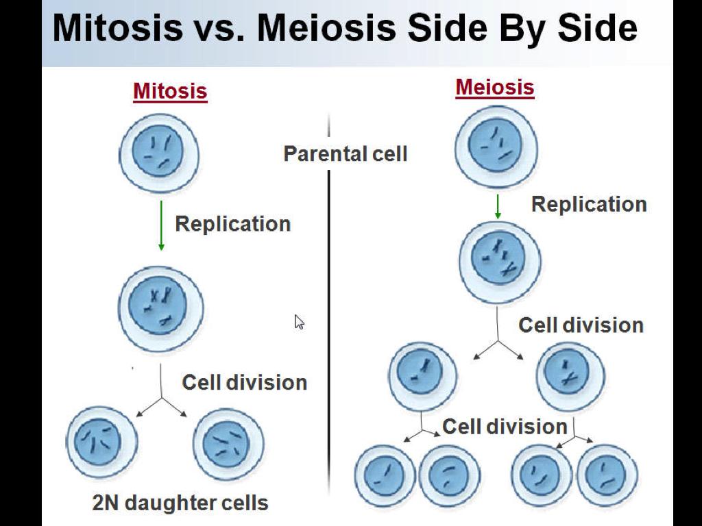 Importance Meiosis Overview Outcomes of Meiosis: Makes