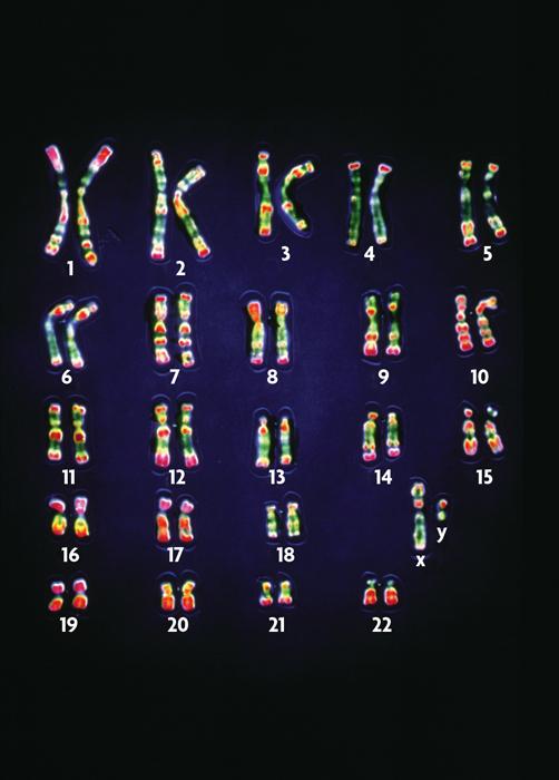 4/15/16 Recall What are chromosomes? Which one is haploid and which one is diploid?