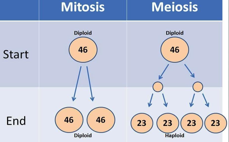 Meiosis Meiosis Overview Meiosis Overview Meiosis = form of cell division that produces