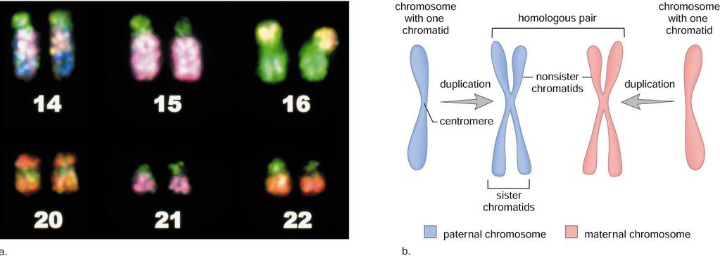 reproducing organisms, meiosis reduces the chromosome number from diploid to haploid.