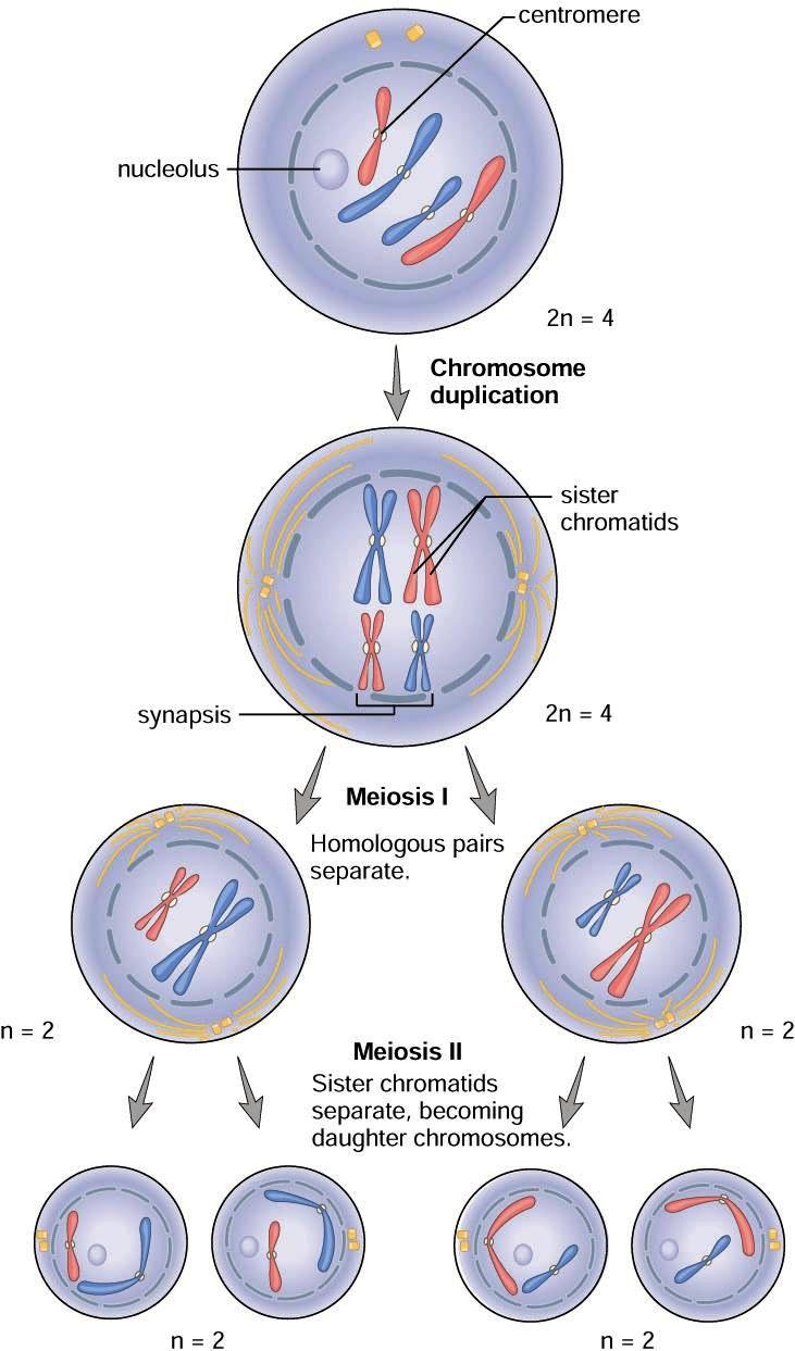 Overview of Meiosis Meiosis requires two nuclear divisions and produces four haploid daughter cells. Daughter cells receive one of each kind of parental chromosome, but in different combinations.