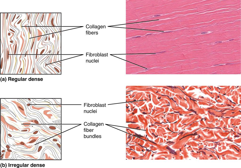 Examples Collagen fiber in connective biological tissue (cnx.org/content/m46049/latest/) A. F.