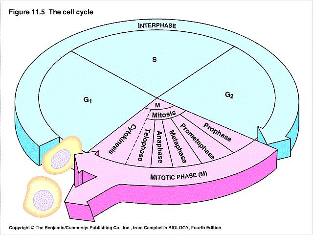The cell cycle A cell spends most of its life in