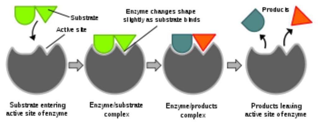 Enzymatic Catalysis ENZYMATIC CATALYSIS Enzymes are biological catalysts produced by living organisms. Commonly proteins They generally increase reaction rate by a factor 0 6.