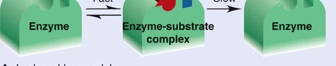 In one type of reaction, the substrates fit
