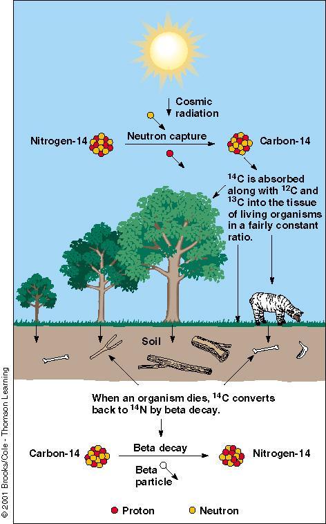 All living things absorb C-14 and C-12 in equal amounts as they live. After death, Carbon-14 undergoes beta decay, losing an electron. What remains is Nitrogen-14.