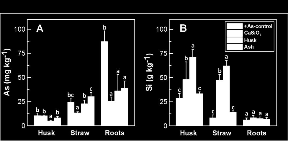 plaque-free roots of rice grown in soil spiked with As (+As-control) or soil spiked with