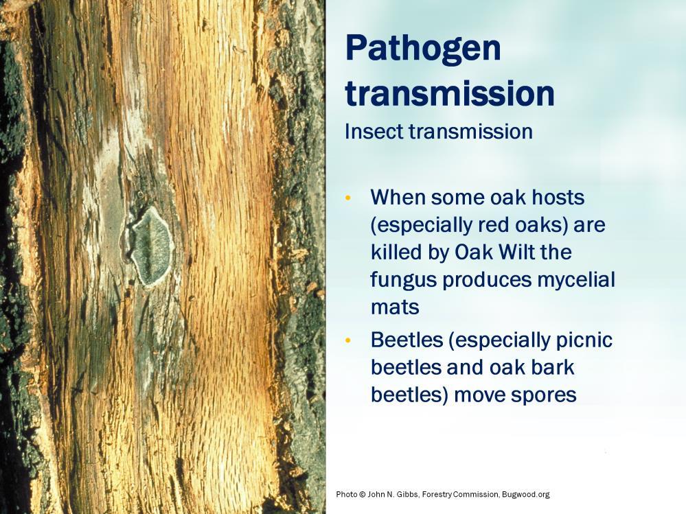 When some oak hosts (especially red oaks) are killed by oak wilt the fungus produces mycelial mats (containing spores) under the bark surface.