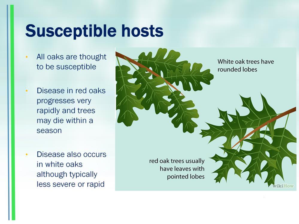 All oak species are thought to be susceptible although they experience different disease severity Red Oaks (those with pointed lobes) experience severe disease symptoms which can progress rapidly.