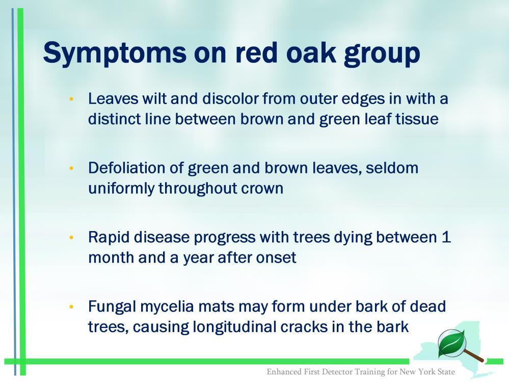 The main period of infection is in the spring and red oaks may show symptoms very early on. Leaves may turn dull, brown, dry, wilt.