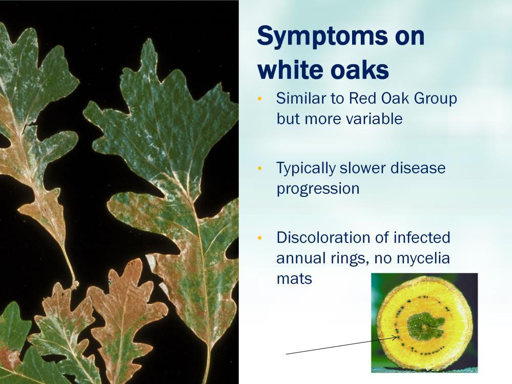 Symptoms often similar to those for Red Oaks, although more variable.