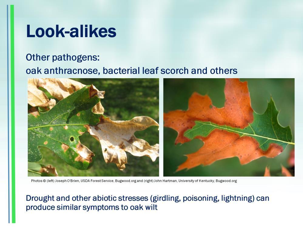 Many other disease have symptoms similar to Oak Wilt, so laboratory identification is important Other pathogens, like Bacterial leaf scorch and Oak Anthracnose illustrated here, also produce leaf