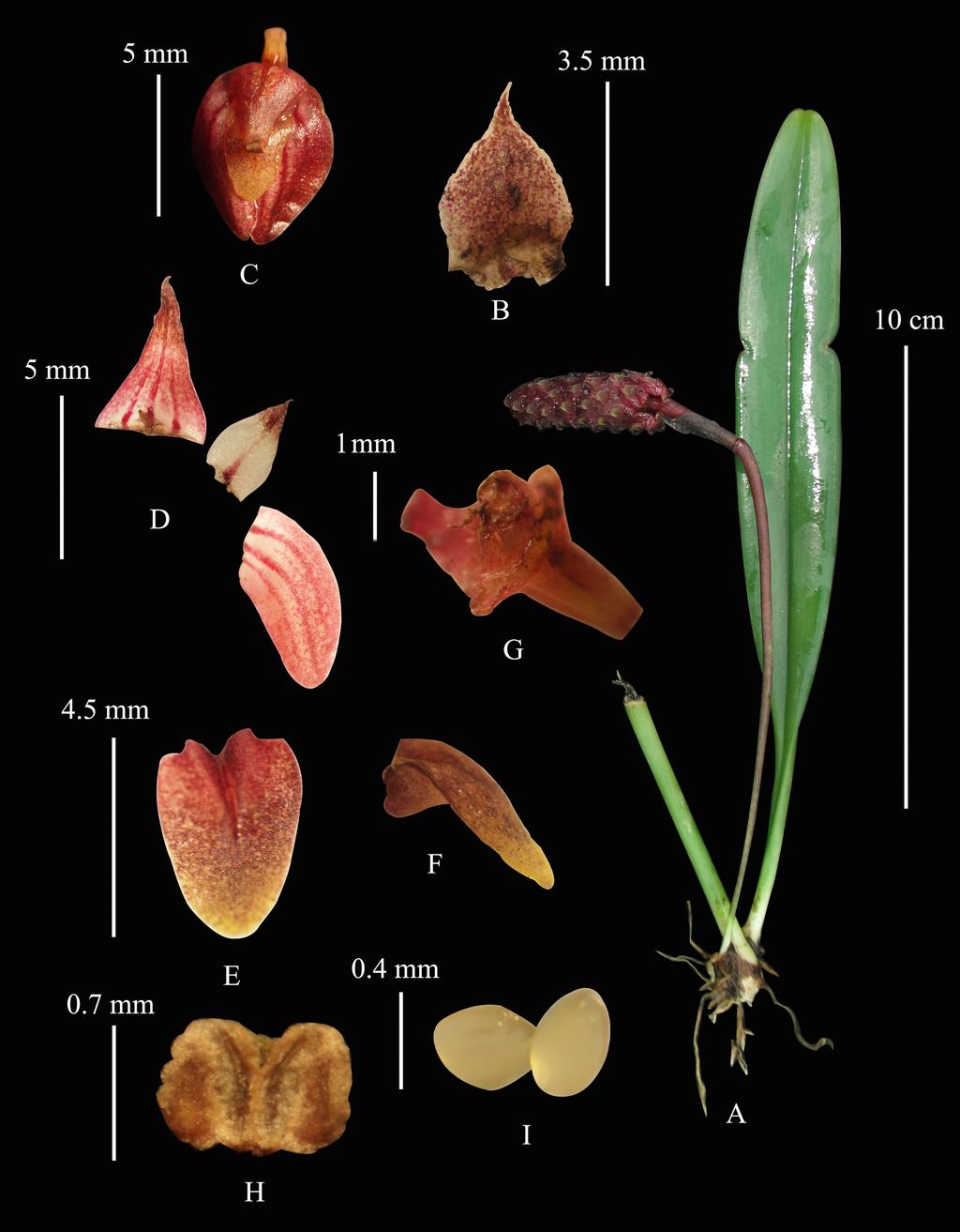 Pl. 1: Bulbophyllum cylindraceum A. Habit; B. Bract; C. Flower; D.