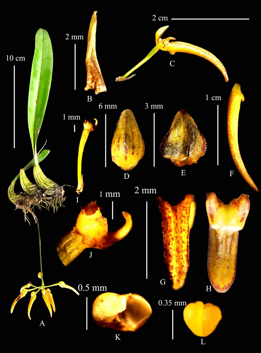 Pl. 2: Bulbophyllum forrestii A. Habit; B. Bract; C. Flower; D. Dorsal sepal; E. Petal; F. Lateral sepal; G.