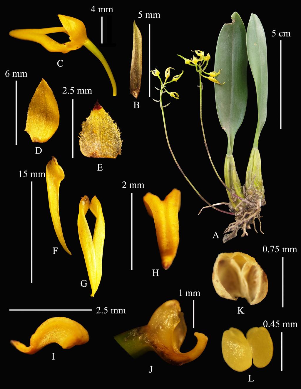 Pl. 3: Bulbophyllum helenae A. Habit; B. Bract; C. Flower; D. Dorsal sepal; E. Petal; F.