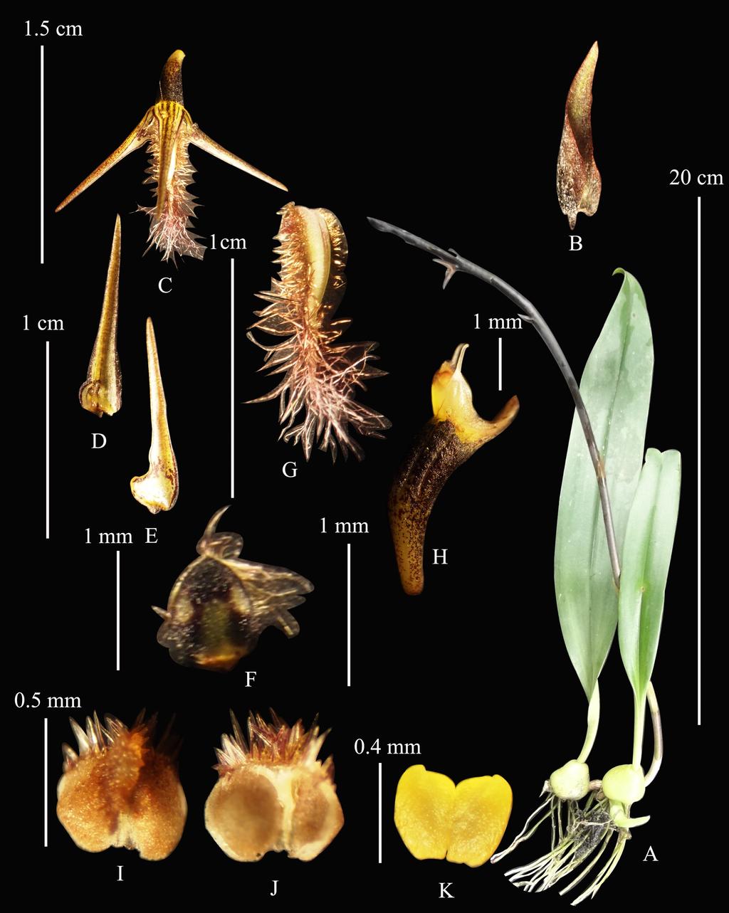 Pl. 4: Bulbophyllum penicillium A. Habit; B. Bract; C. Flower; D. Dorsal sepal; E.