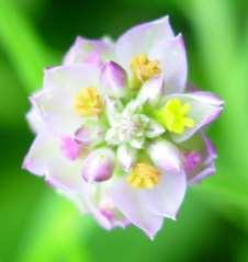 3-petaled flower,