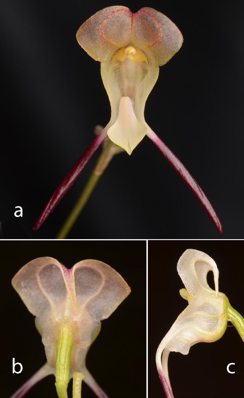 52 LANKESTERIANA Figure 2. Flower of Porroglossum raoi. A. Frontal view. B. View from behind. C. Lateral view. other Pleurothalliidinae grow sympatrically: Dracula trigonopetala Gary Mey.