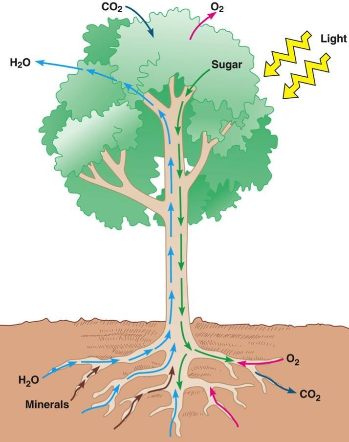 Transport in plants H 2 O & minerals transport in xylem Transpiration Adhesion, cohesion & Evaporation Sugars transport in phloem bulk flow Gas exchange