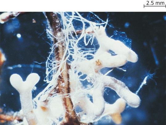 Mycorrhizae increase absorption Symbiotic relationship
