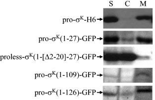 (B) Western blot analysis of whole-cell extracts (W) and supernatant fractions (S) after low-speed centrifugation (12,000 g) of H117A mutant (lanes 1 to 4) and wild-type (lanes 5 and 6) pro- K (1
