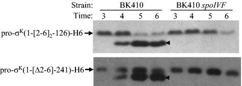 VOL. 187, 2005 REQUIREMENTS FOR RIP OF PRO- K 967 FIG. 6. Effects of a five-amino-acid insertion or deletion in the prosequence of pro- K.