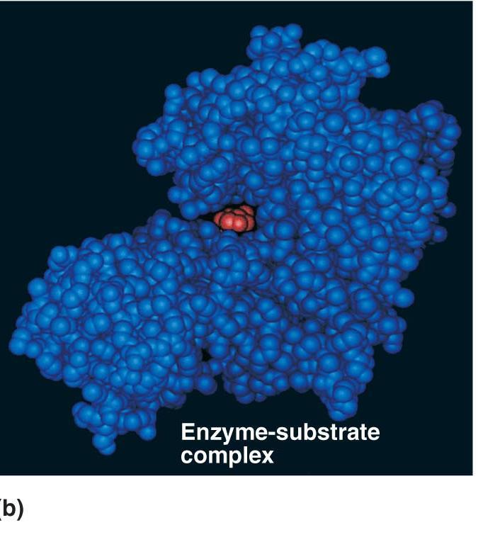 Induced Fit of a Substrate Brings chemical groups of the active site