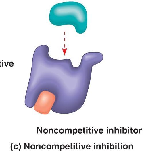 Enzyme Inhibitors Noncompetitive Inhibitors Bind