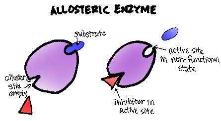Allosteric Regulation When a protein s function at one