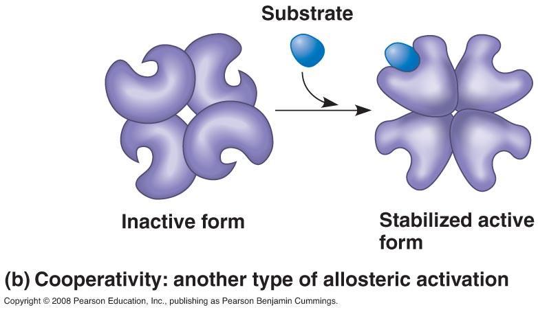 Cooperativity A form of allosteric