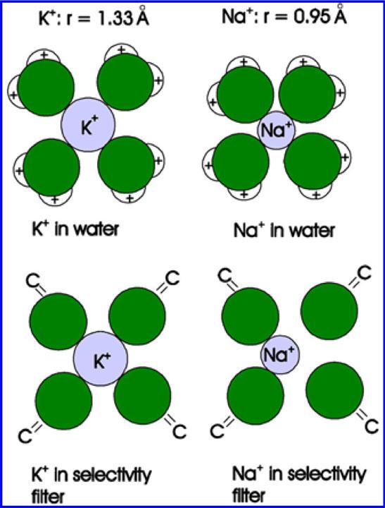 By contrast, Na + ions, which have a smaller ionic radius, do not bind efficiently to all four carbonyls, as shown in the schematic cross sections at right.
