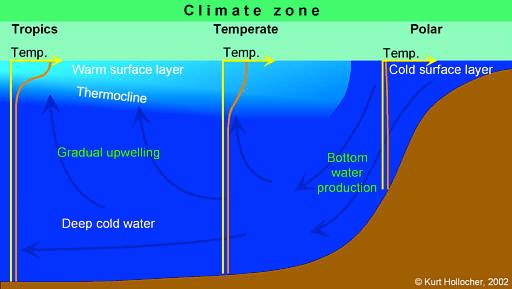 Because seasonal downwelling of cold polar surface waters is driven both by temperature and salinity, it