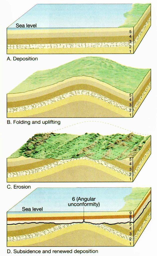 Development of an Angular Unconformity A. Original Horizontal Beds B. Folding or tilting of strata C. Tilted rocks are then eroded, leaving behind a level surface. D.