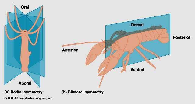 ANATOMICAL TERMS Dorsal- top or back Ventral- bottom Anterior- head end