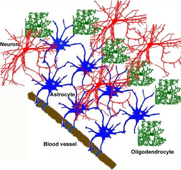 Cellular diversity of the brain Nerve cells: neurons and neuroglial cells.