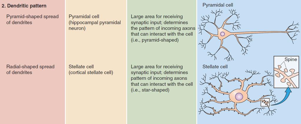 Neurons classification: great structural diversity, correlated with their functions - dendrites geometry pyramid-shaped dendritic branches -