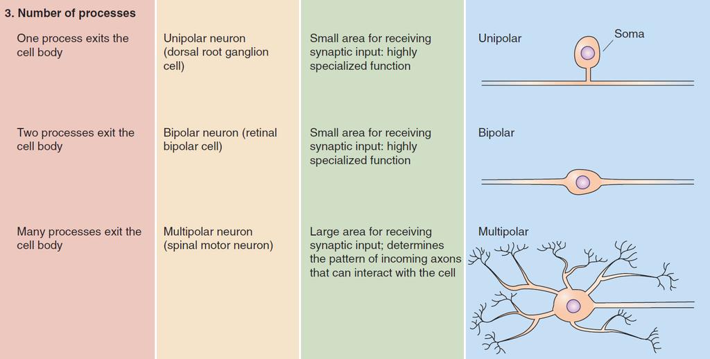 Neurons classification: great structural diversity, correlated with their functions - number of processes originating from the cell body: unipolar neuron: dorsal root ganglion (DRG)